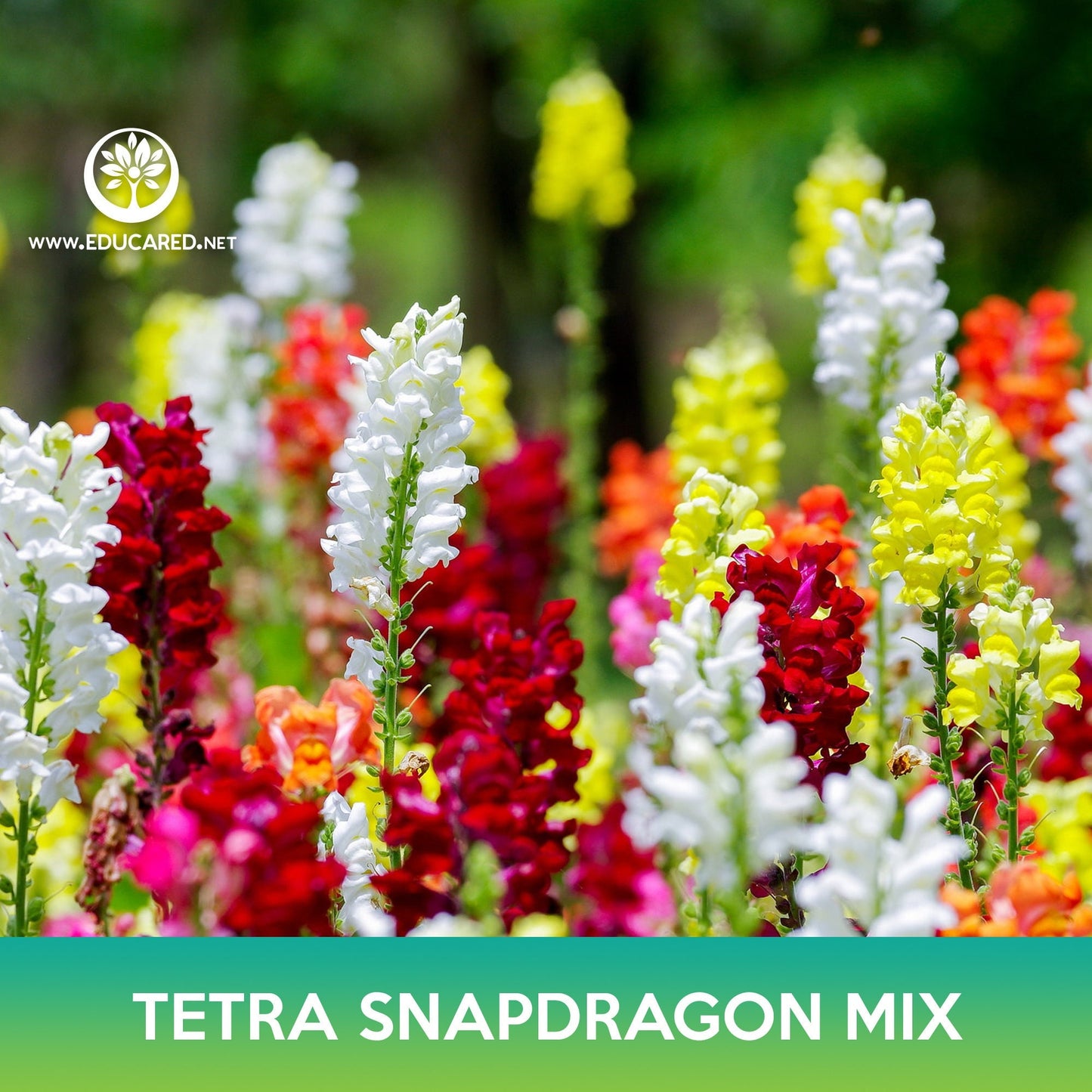 Tetra Snapdragon Mix Seeds, Antirrhinum majus