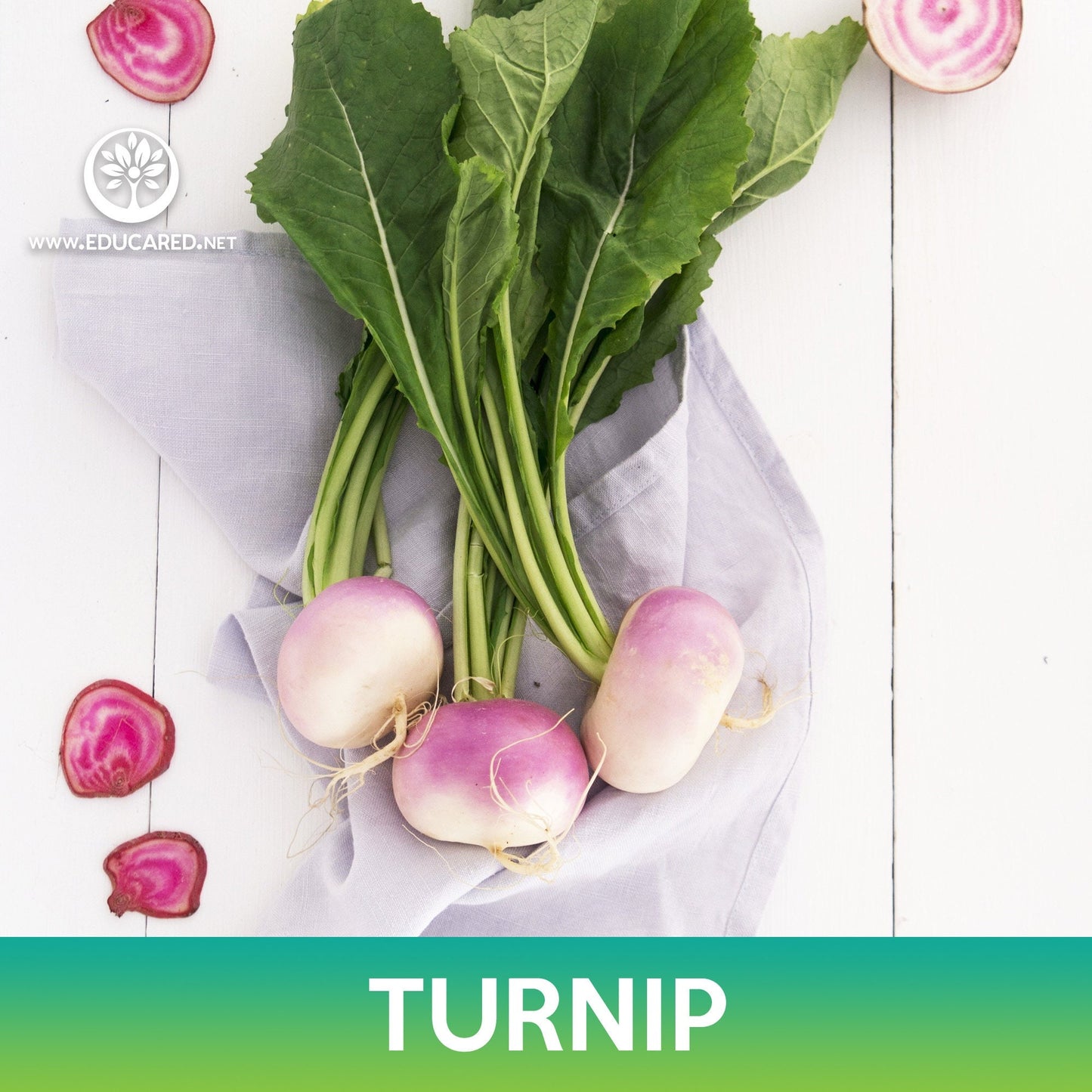 Turnip Seeds, Purple Top White Globe Turnip