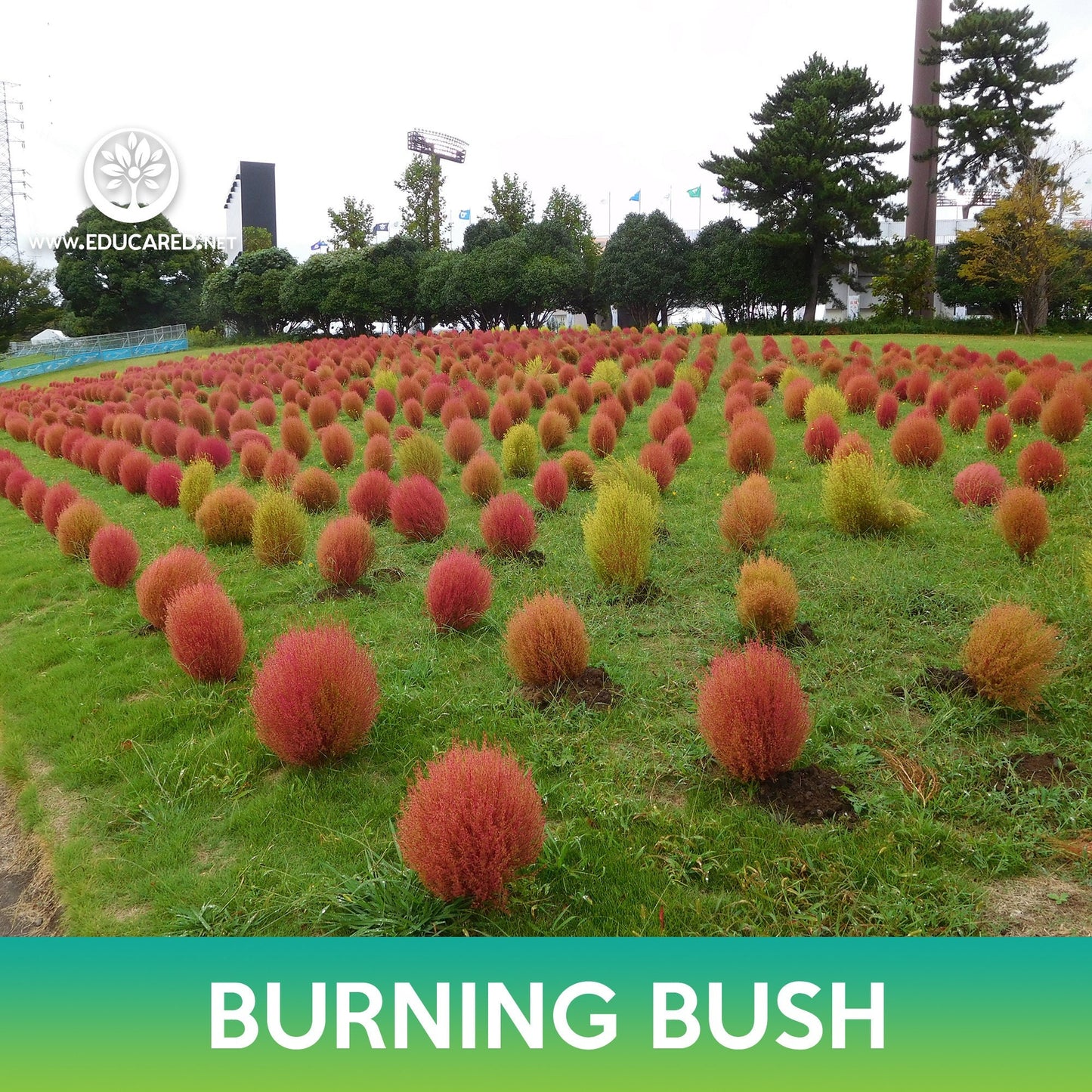 Burning Bush Grass Seeds, Ragweed