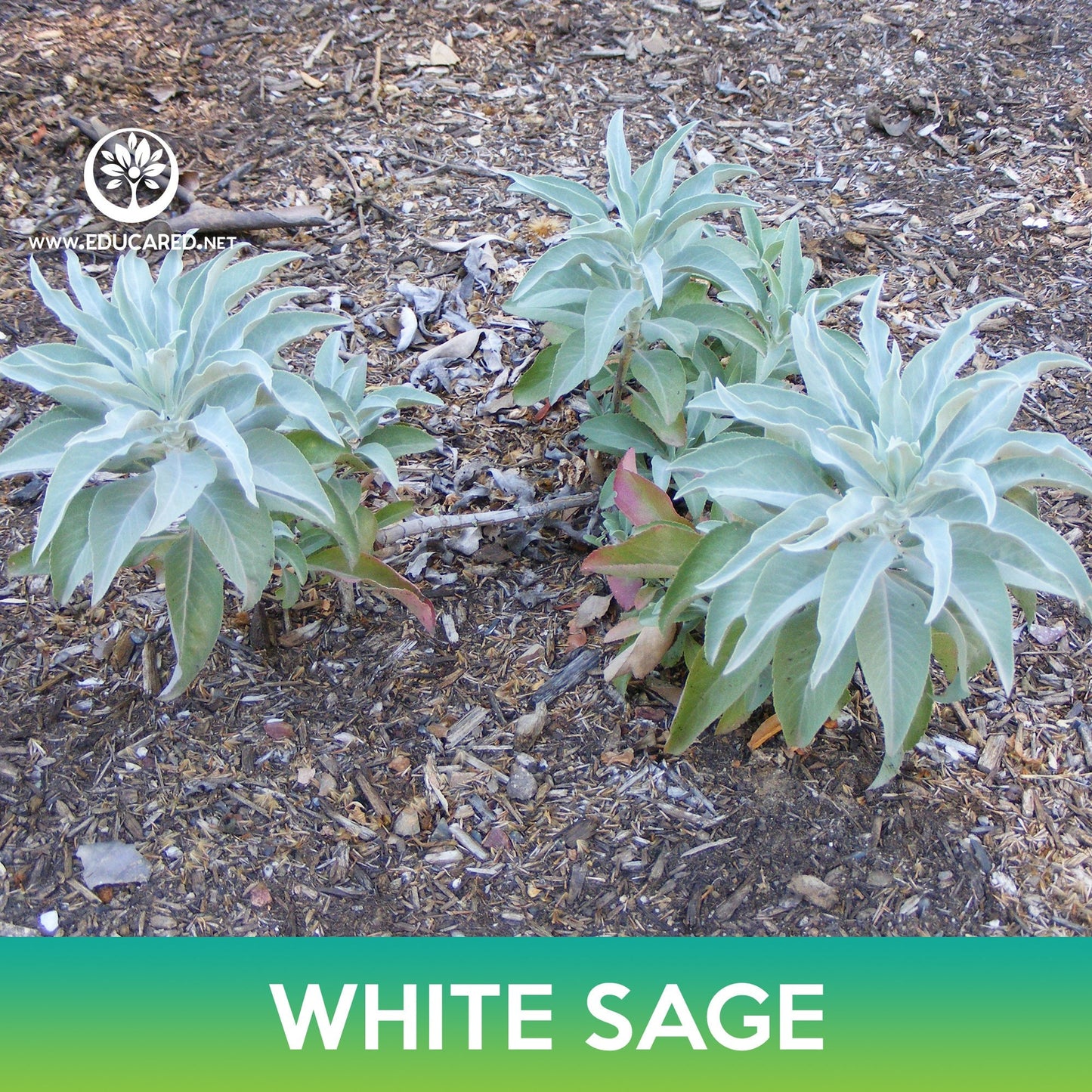 White Sage Seeds, Sacred Sage
