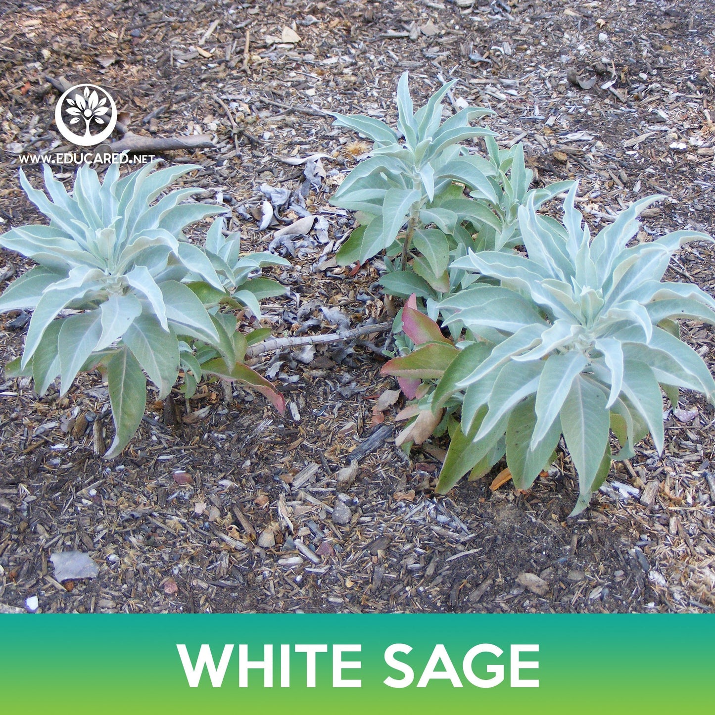 White Sage Seeds, Sacred Sage, Salvia apiana