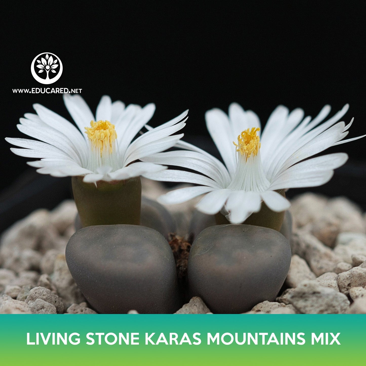 Living Stone Karas Mountains Mix Seeds, Lithops karasmontana