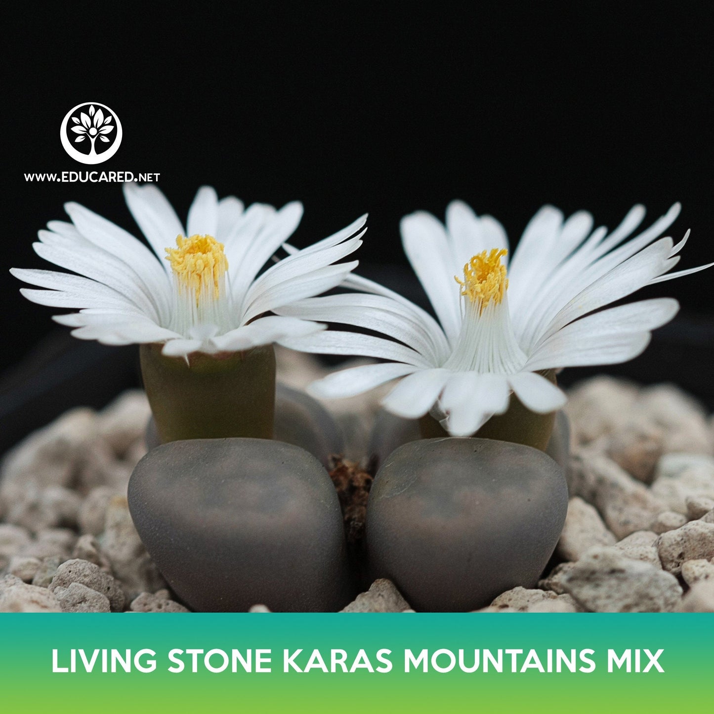 Living Stone Karas Mountains Mix Seeds