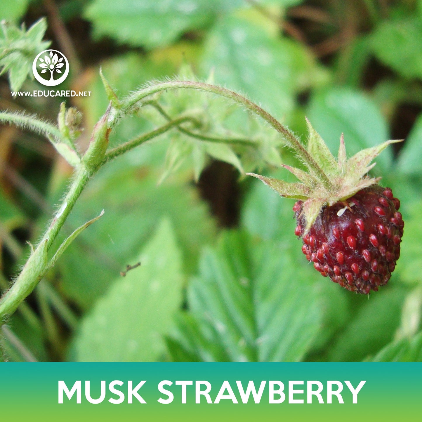 Musk Strawberry Seeds, Fragaria moschata