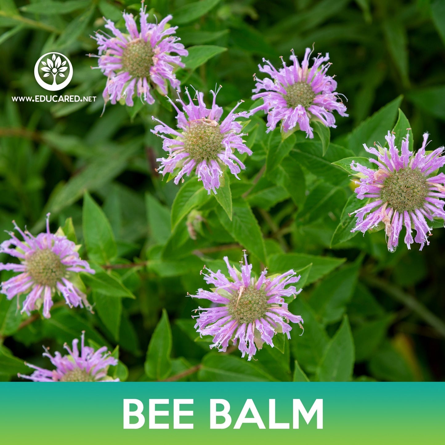Bee Balm Seeds, Wild Bergamot, Monarda fistulosa