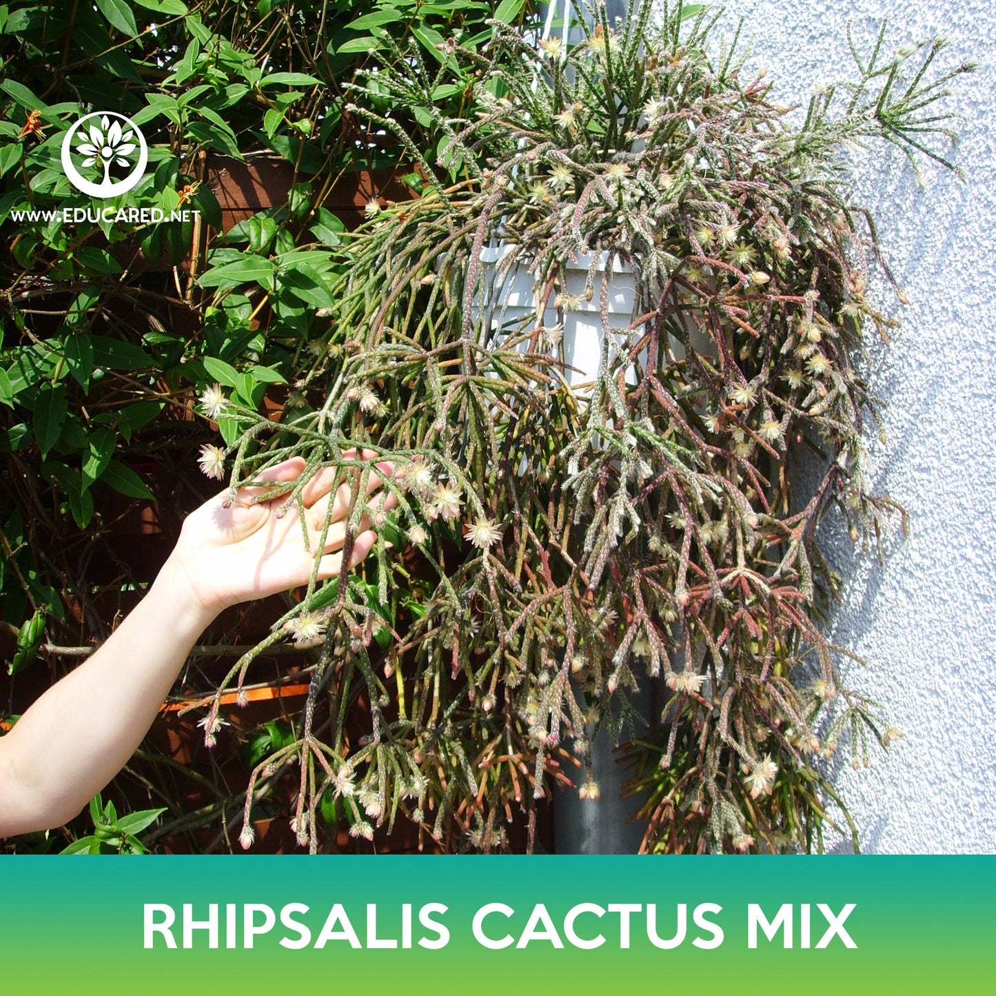 Rhipsalis Cactus Mix Seeds