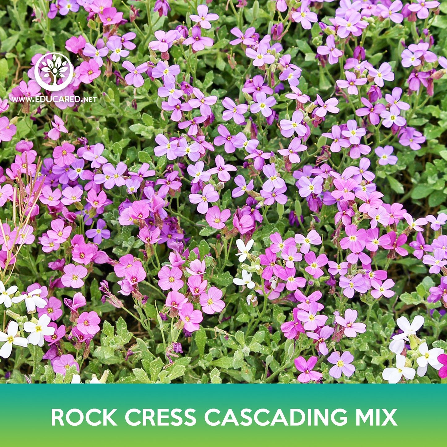 Rock Cress Cascading Mix Seeds