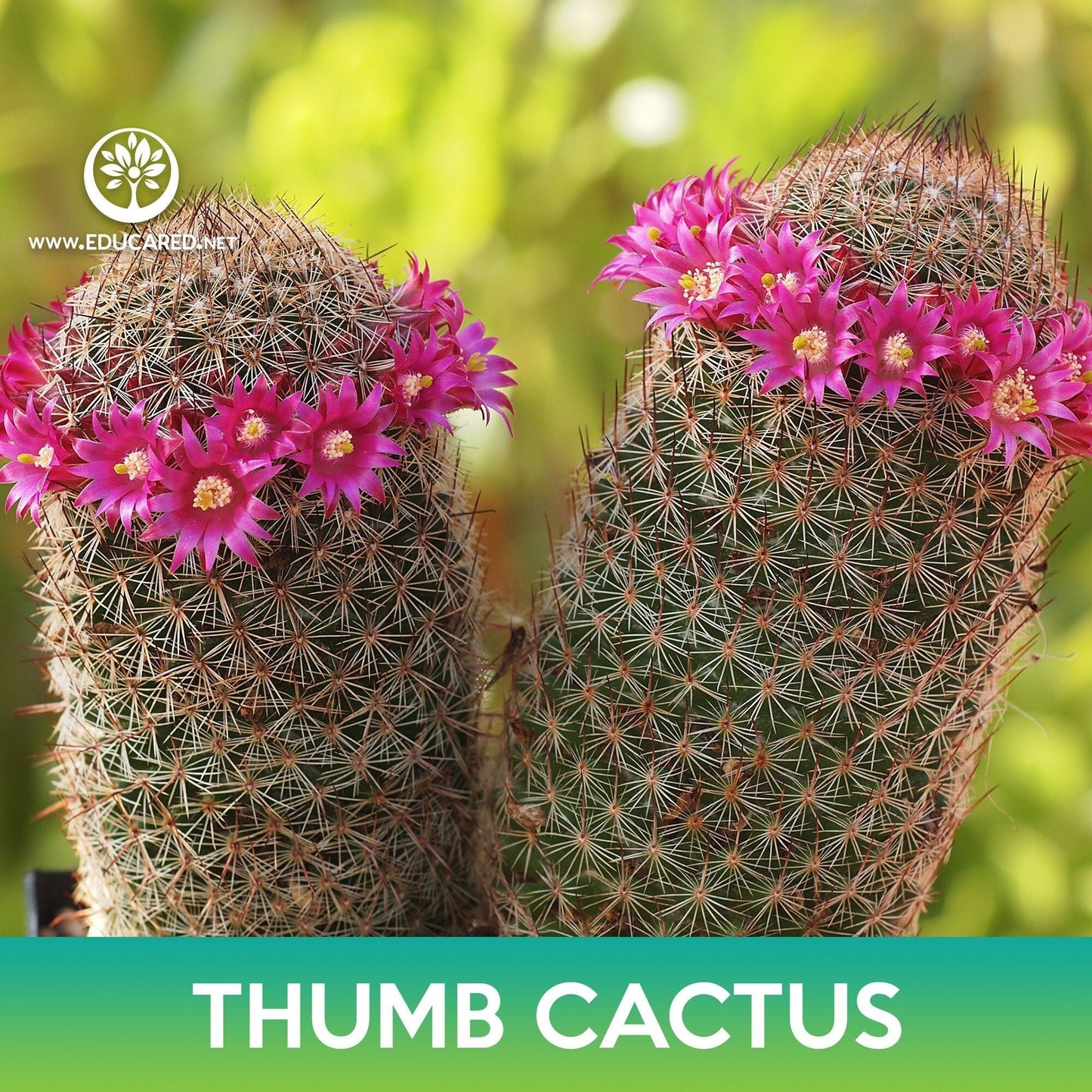 Thumb Cactus Seeds