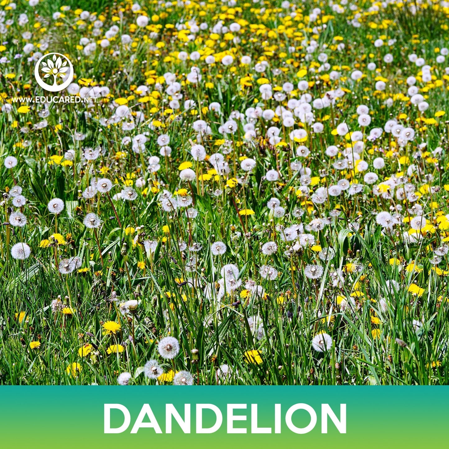 Dandelion Seeds