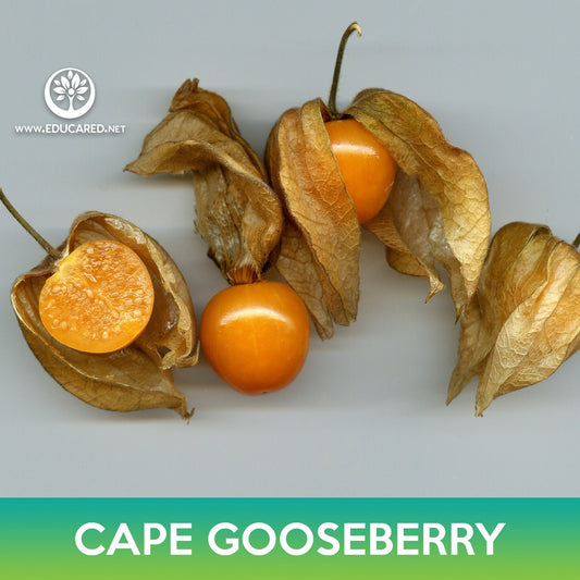 Cape Gooseberry Seeds, Physalis peruviana