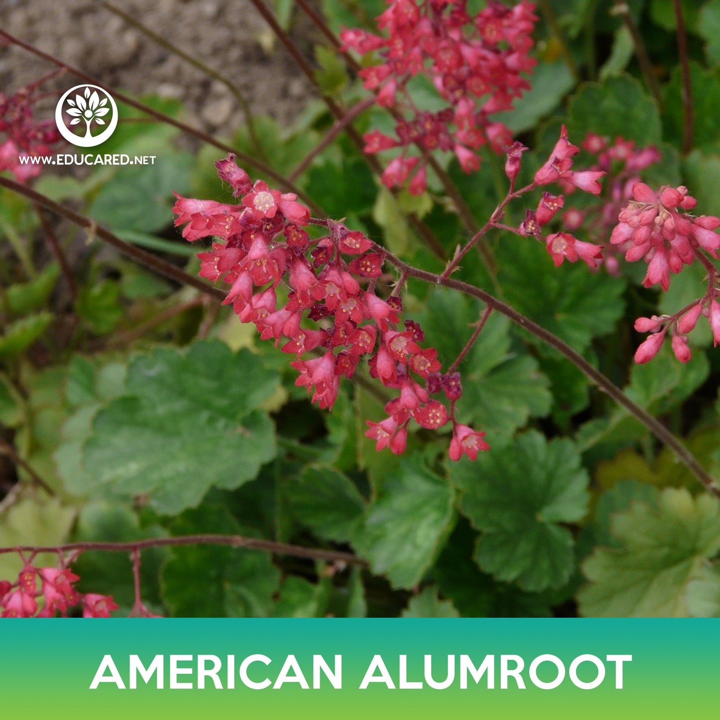 American Alumroot Seeds, Coral Bells