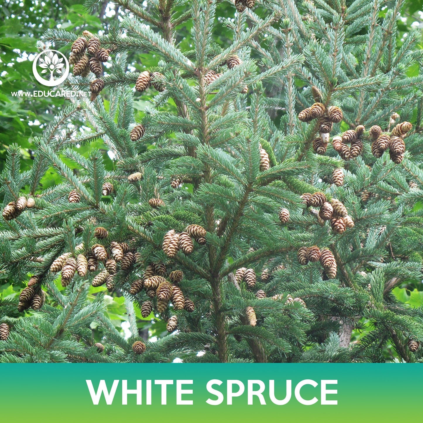 White Spruce Seeds, Black Hills Spruce, Picea glauca