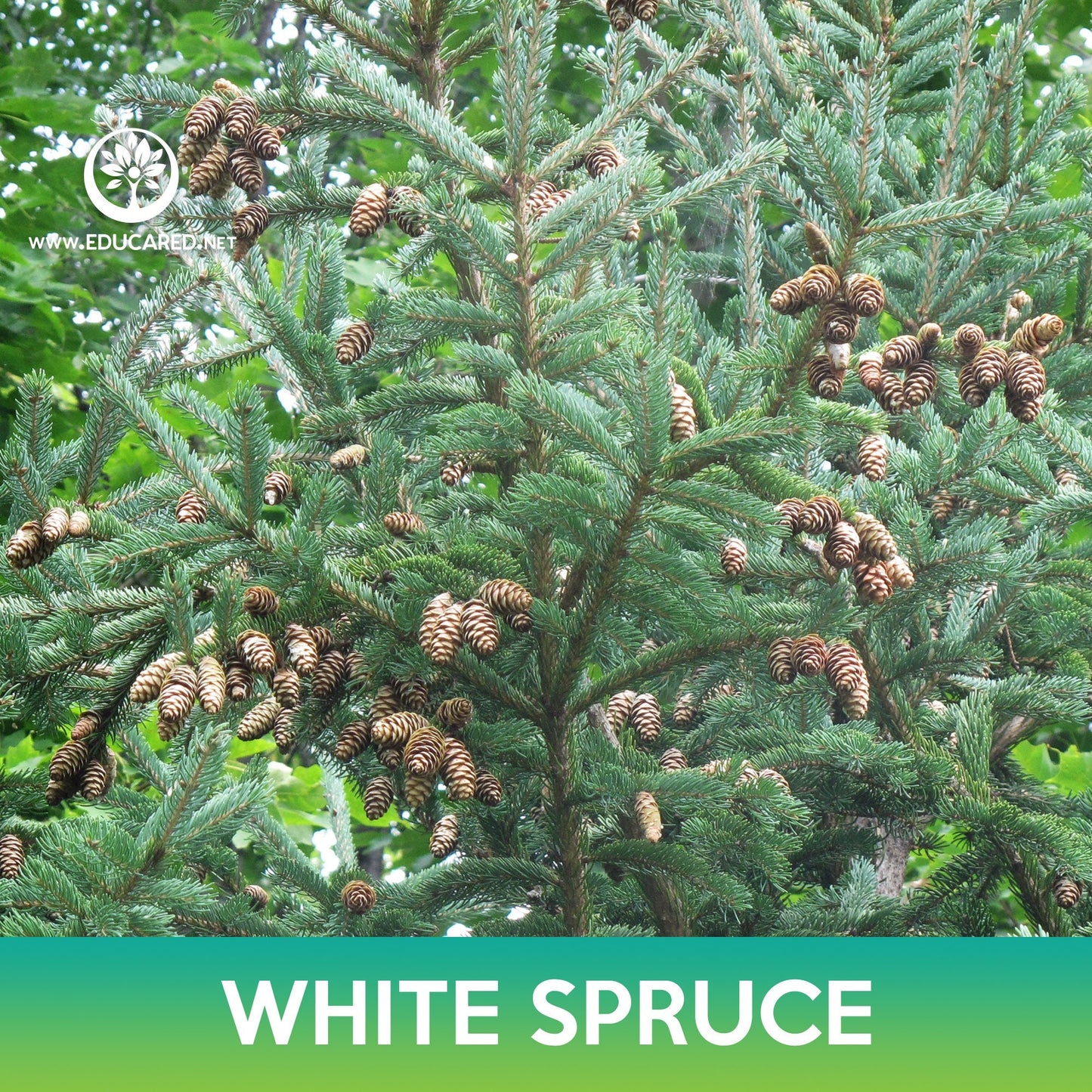 White Spruce Tree Seeds, Black Hills Spruce