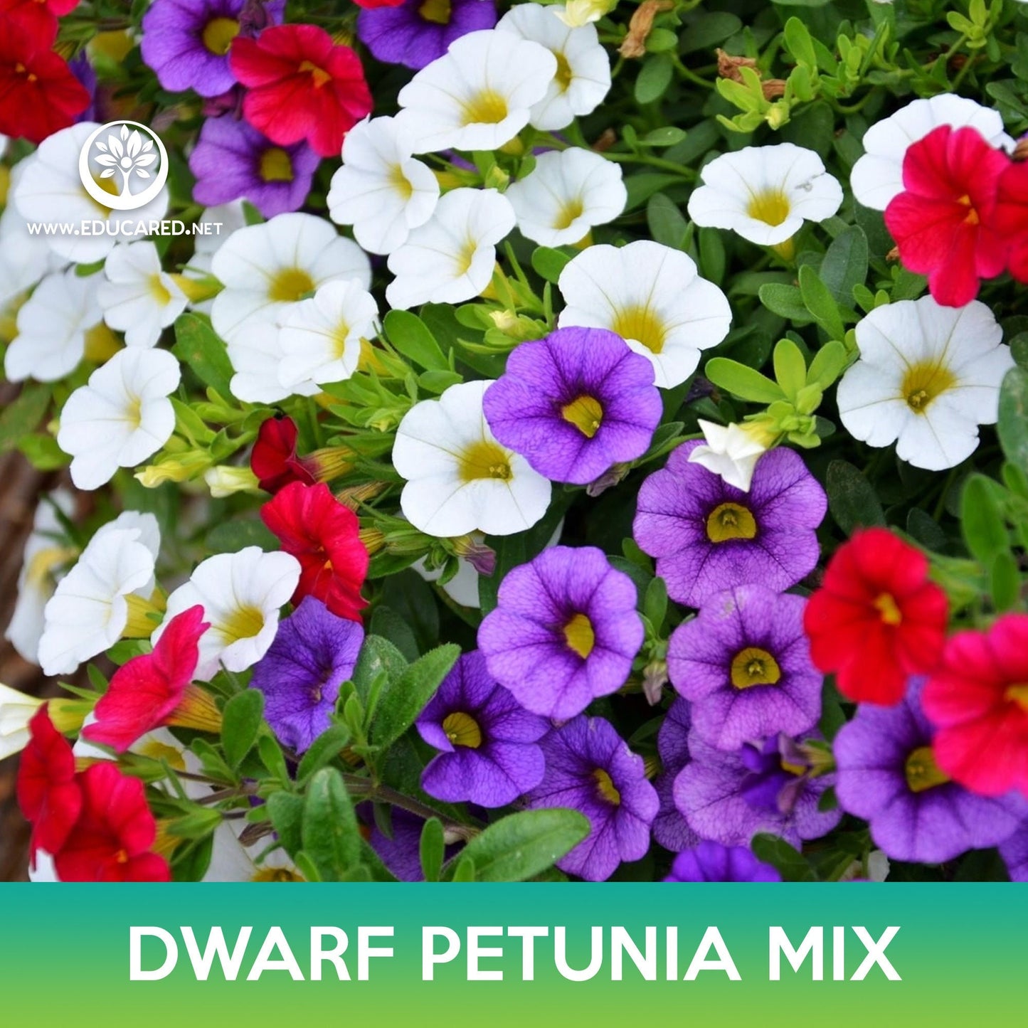 Dwarf Petunia Mix Seeds