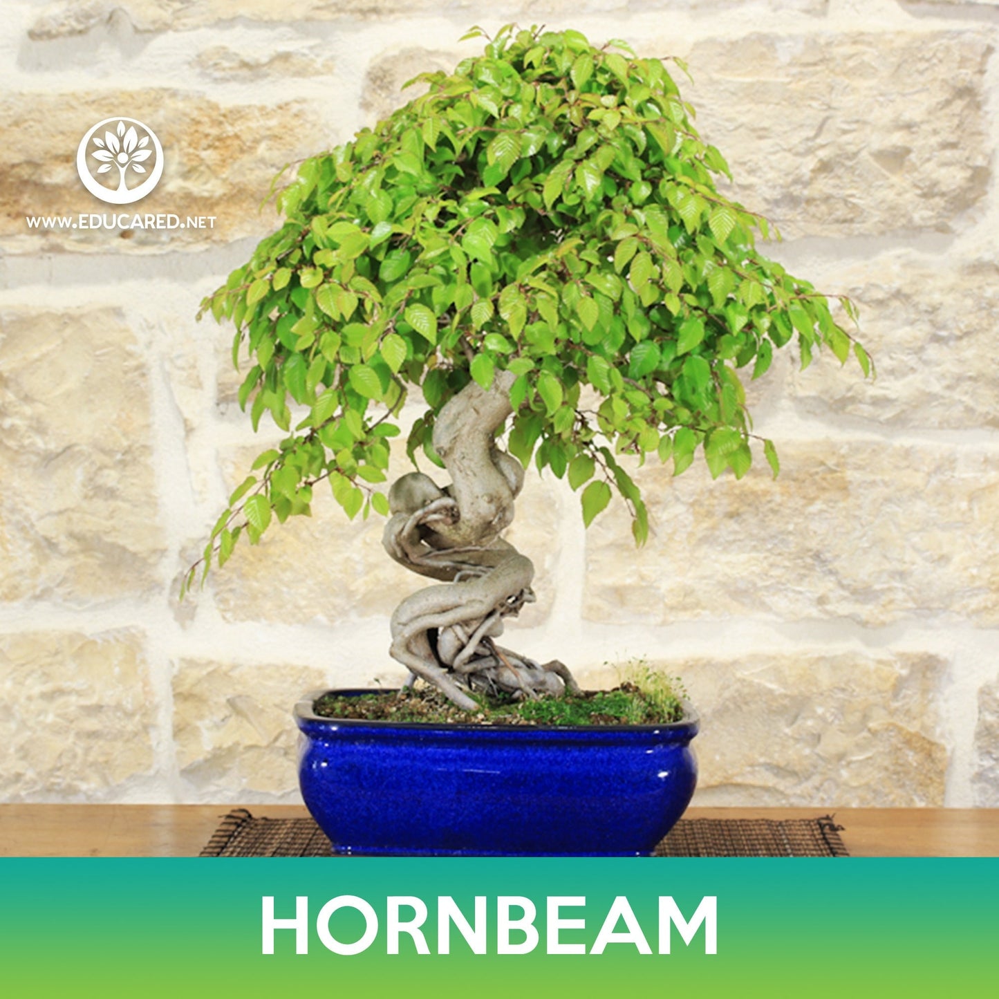 Hornbeam (American, European , Korean) Seeds