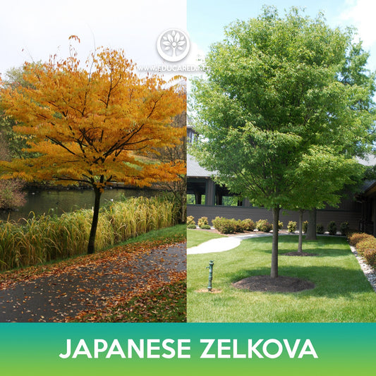 Japanese Zelkova Tree Seeds
