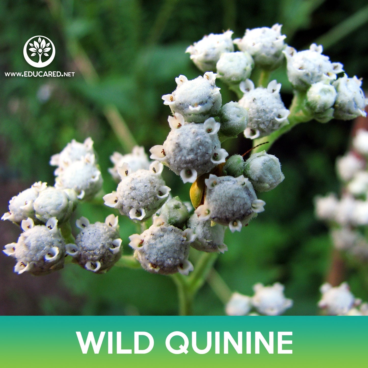 Wild Quinine Seeds