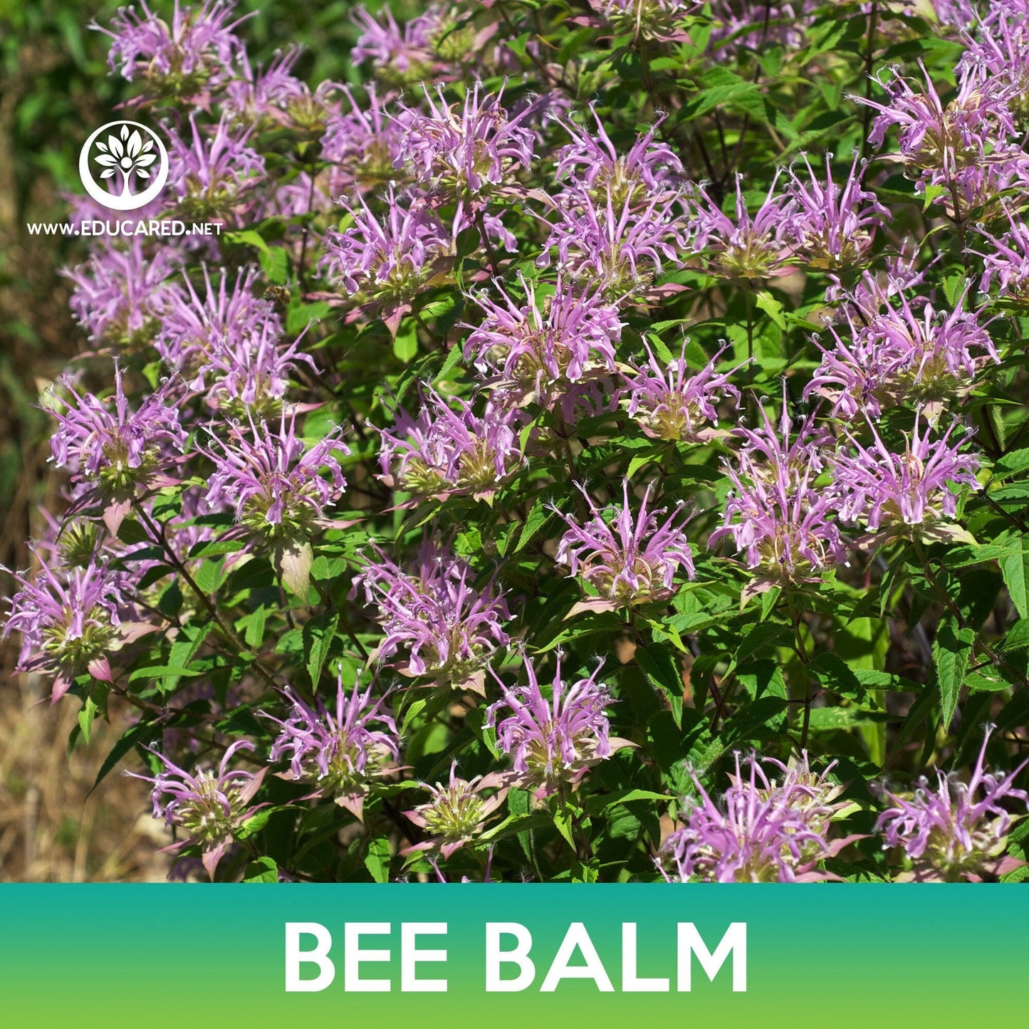 Bee Balm Seeds, Wild Bergamot, Monarda fistulosa