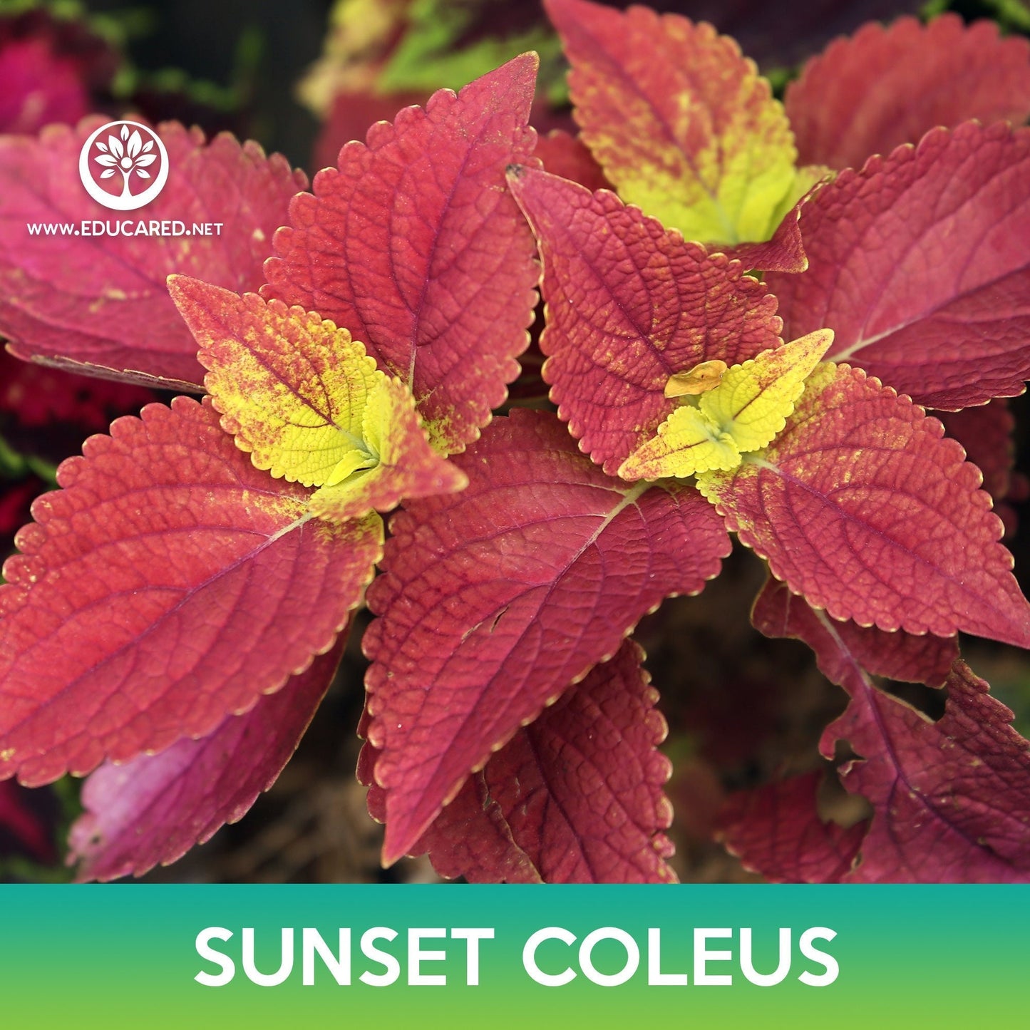 Sunset Coleus Seeds