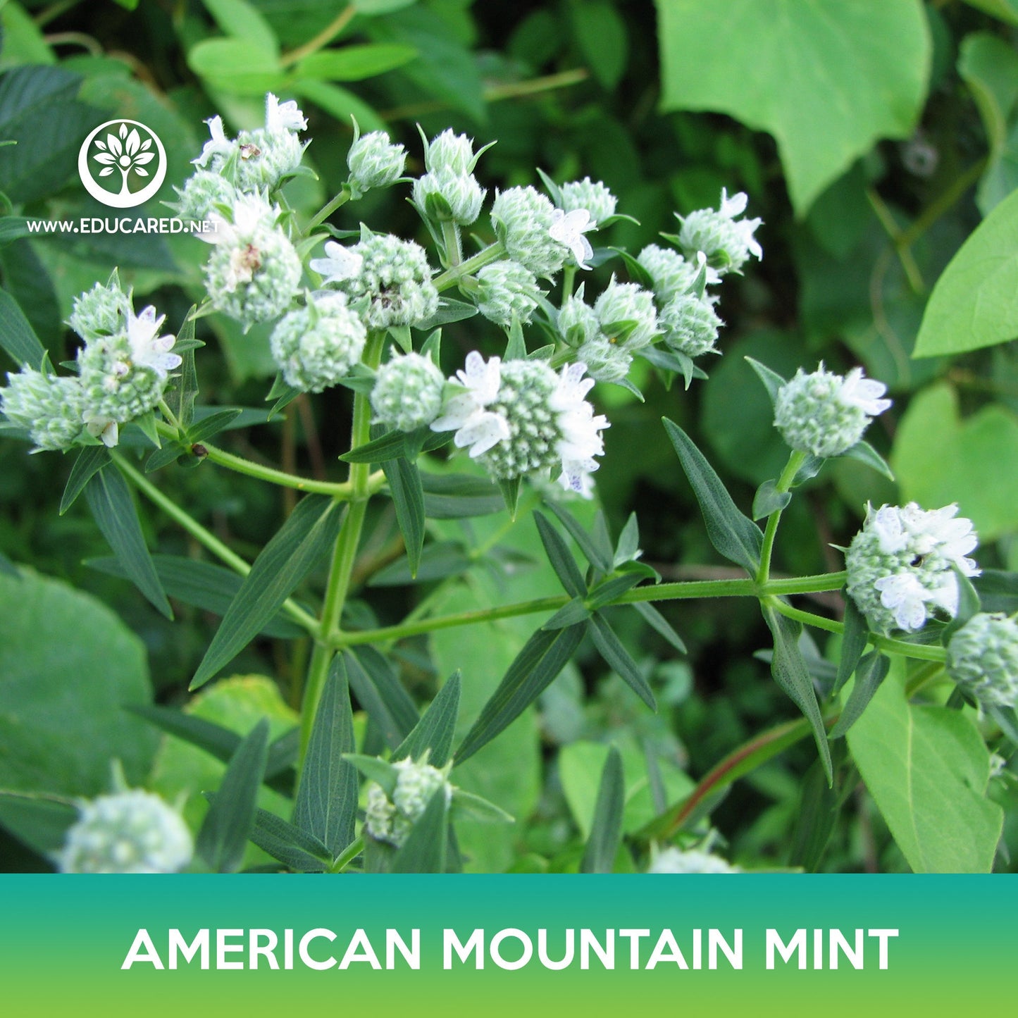 American Mountain Mint Seeds, Pycnanthemum pilosum