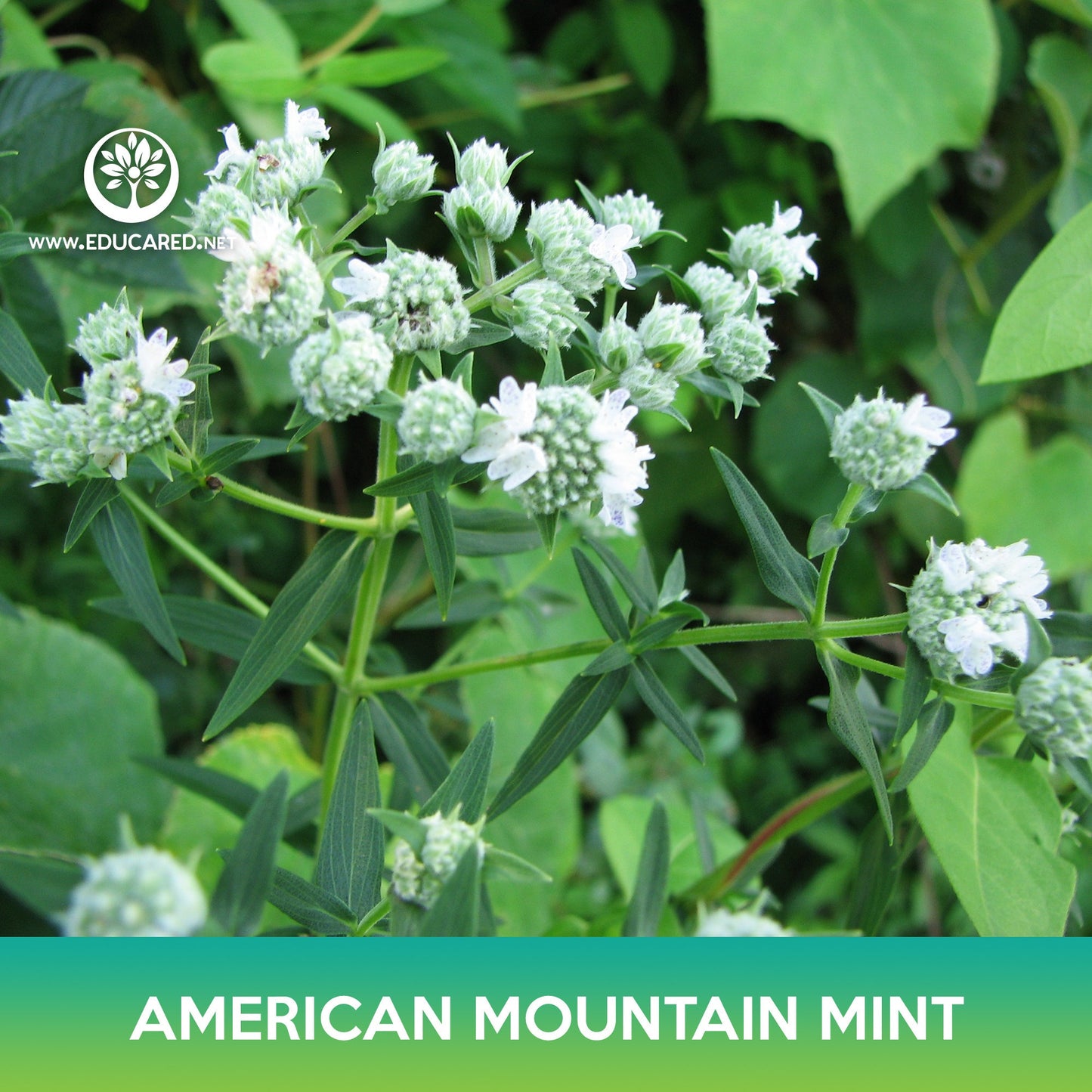 American Mountain Mint Seeds
