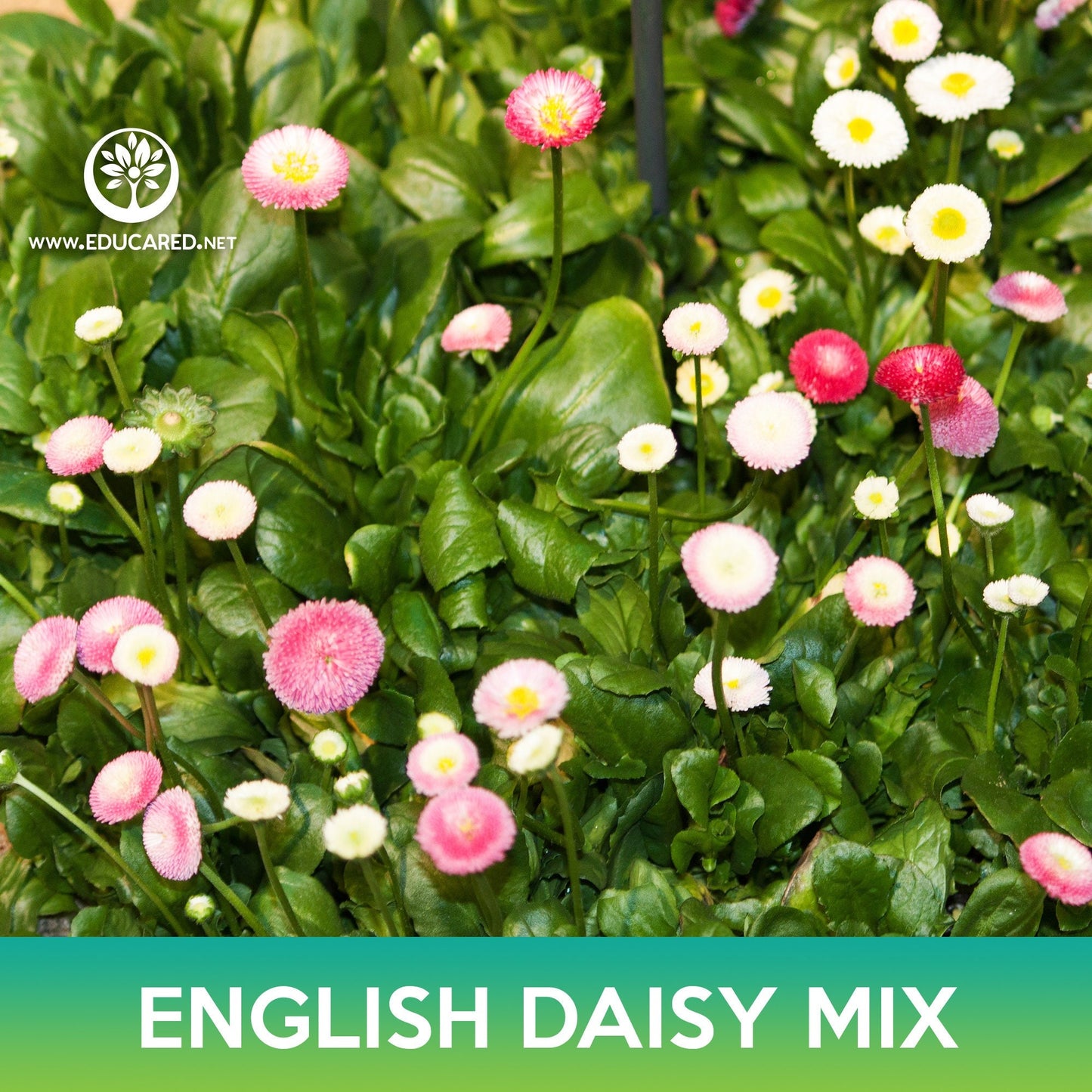 English Daisy Mix Seeds, Bellis Perennis Super Enorma