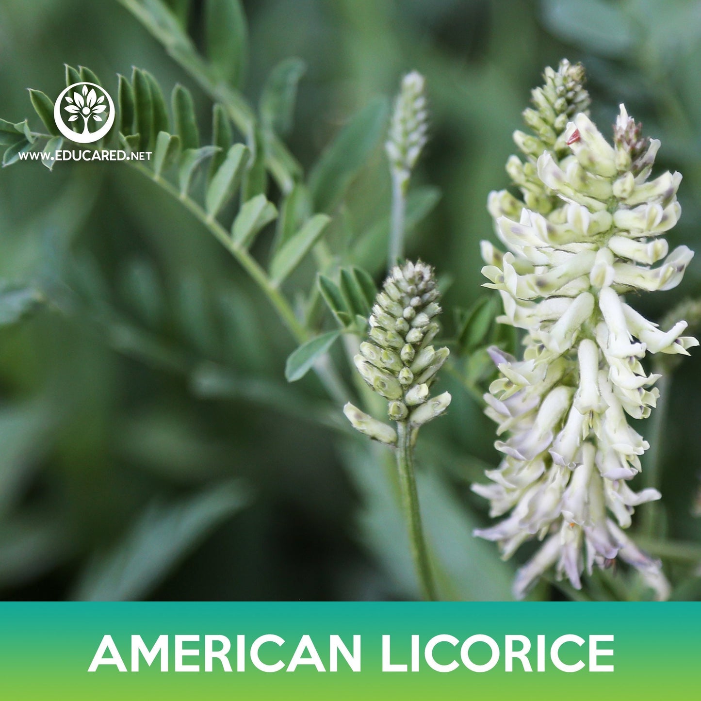 American Licorice Seeds, Wild Licorice