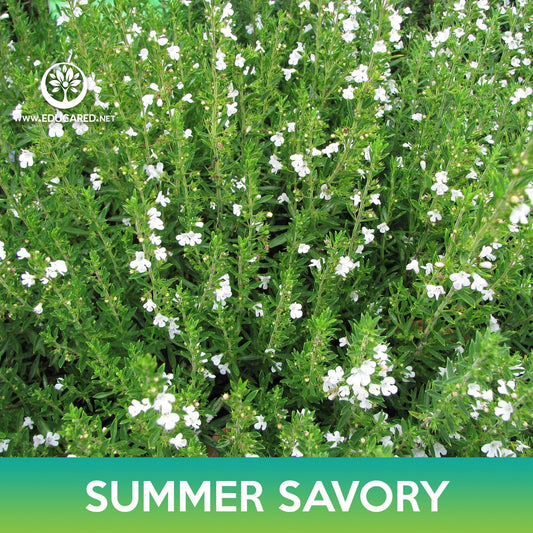 Summer Savory Seeds, Satureja hortensis