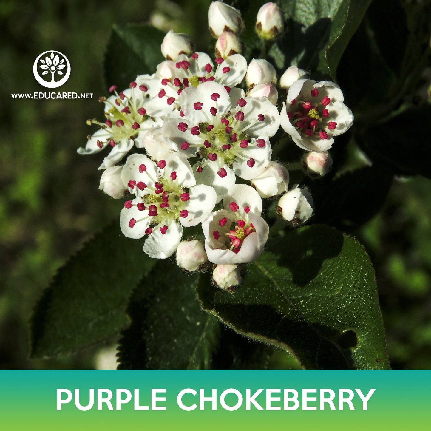 Purple Chokeberry Seeds, Aronia prunifolia