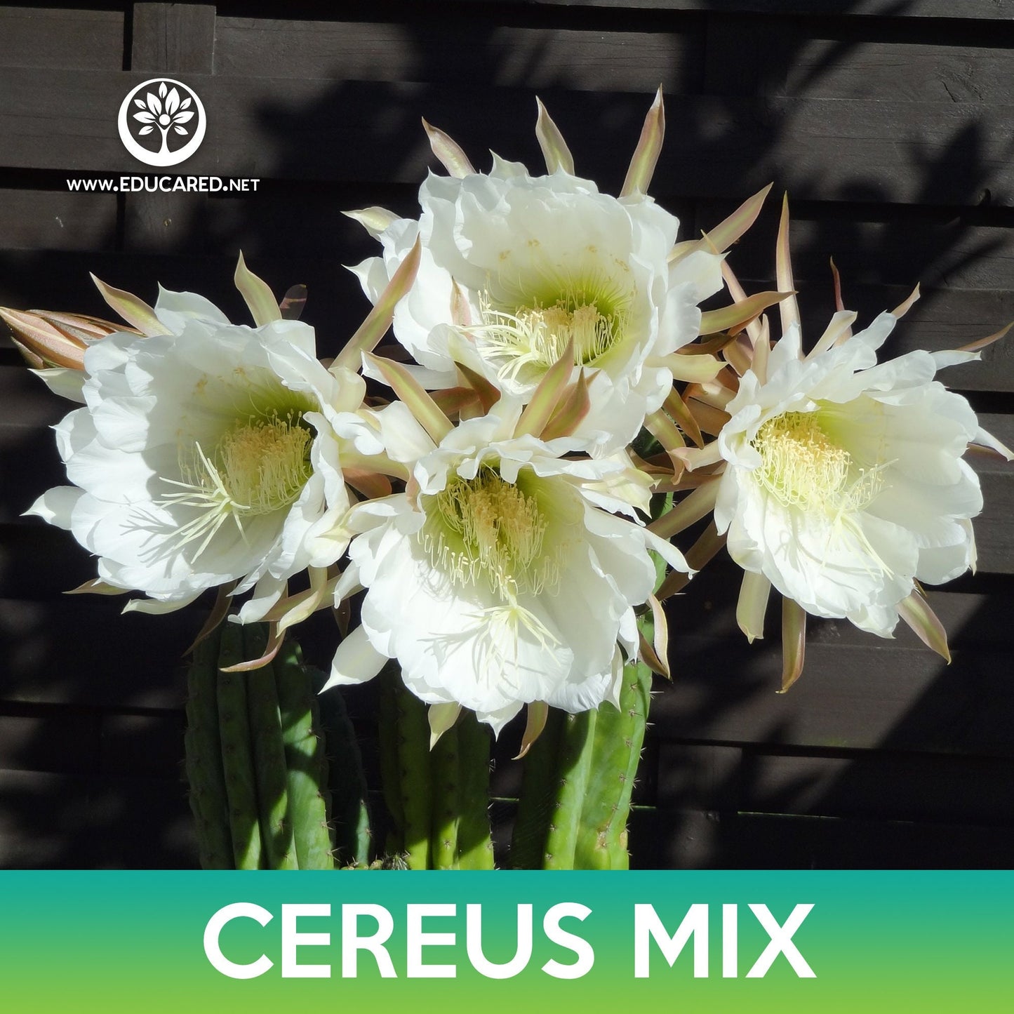 Cereus Cactus Mix Seeds