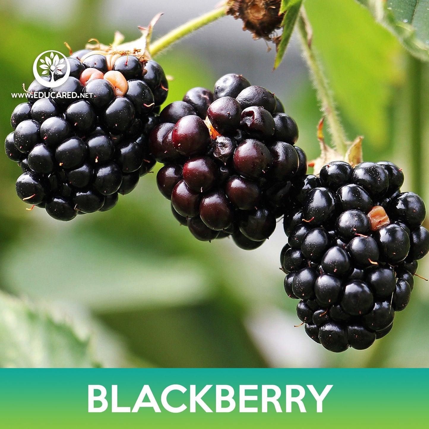 Blackberry Seeds, Rubus allegheniensis