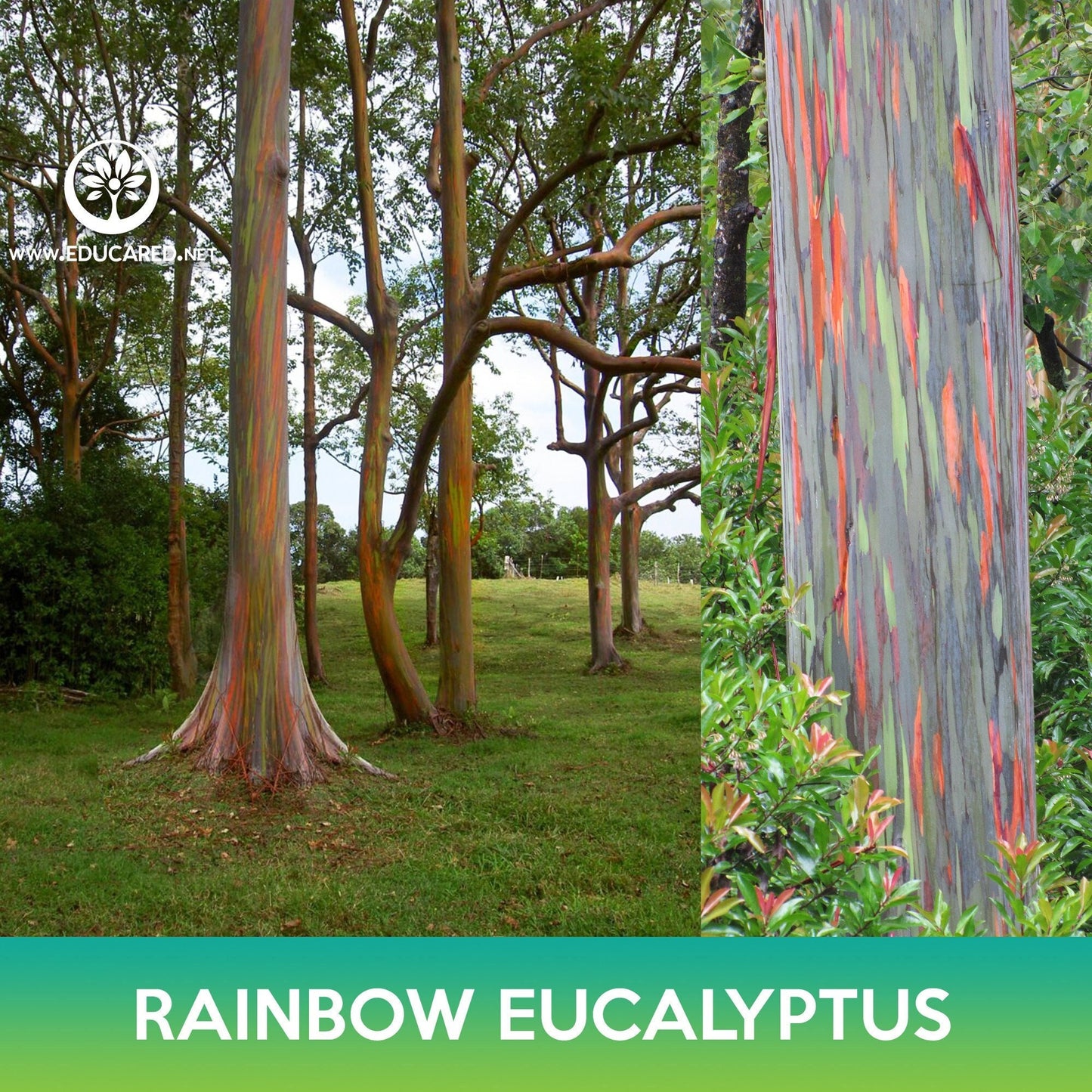 Rainbow Eucalyptus Seeds, Eucalyptus deglupta