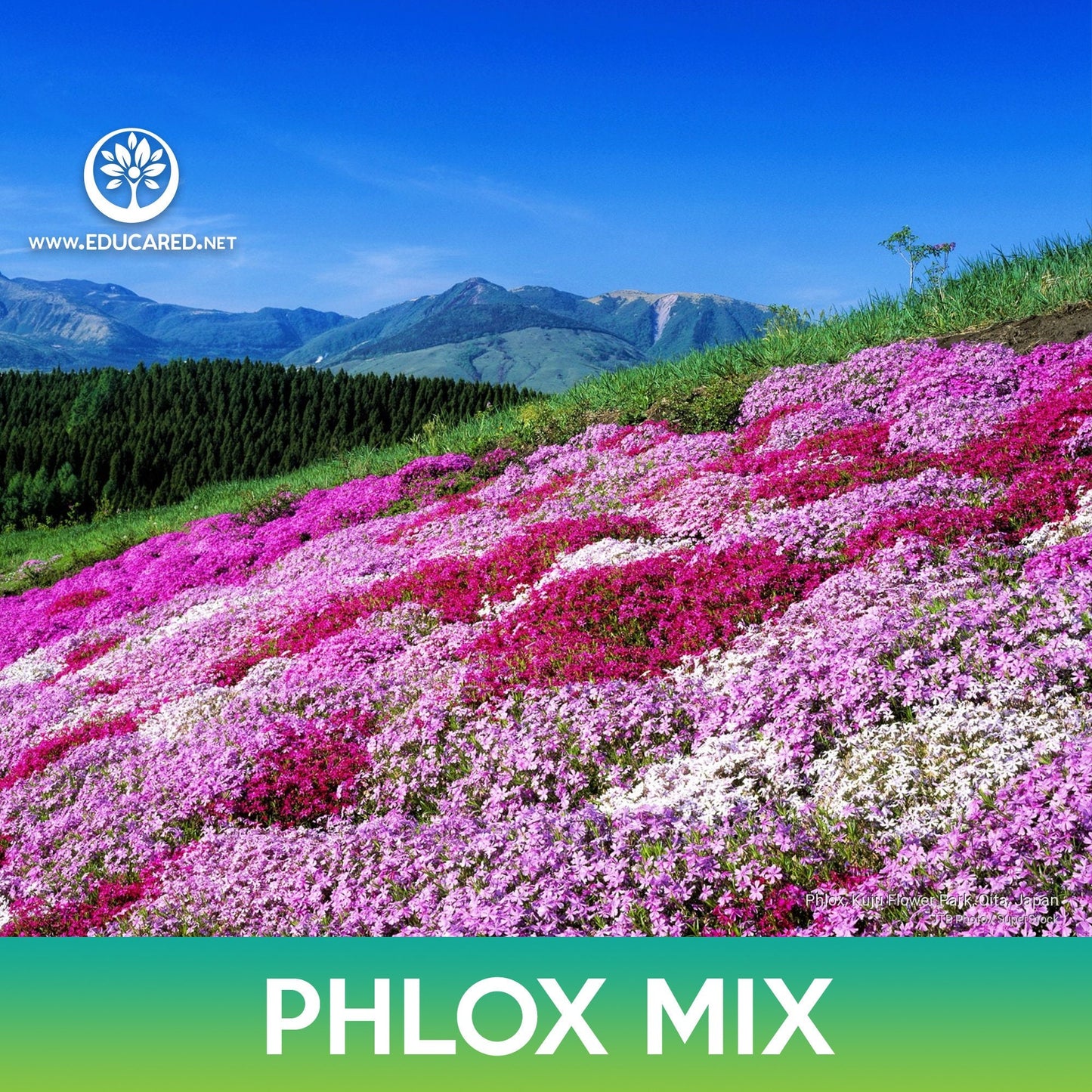 Phlox Flower Mix Seeds, Phlox drummondii