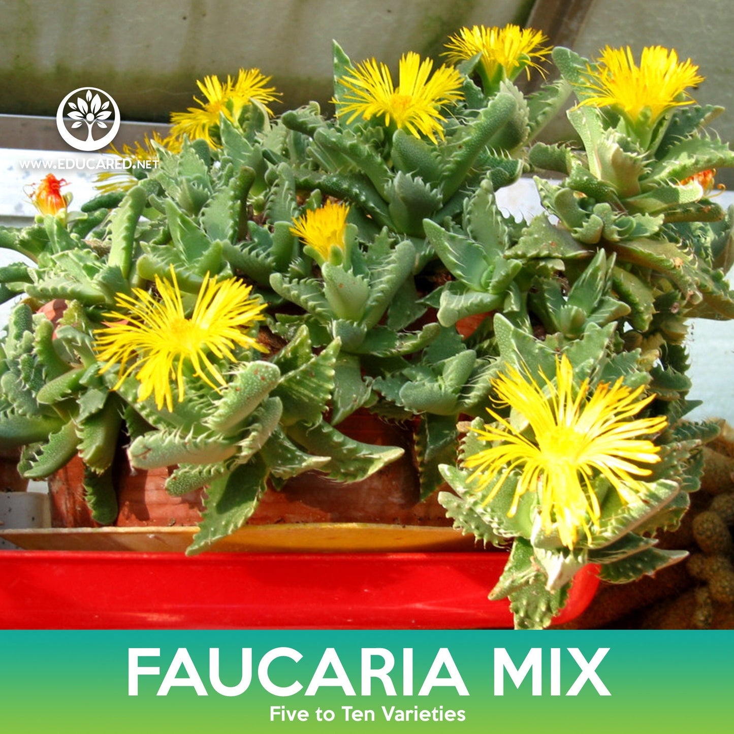 Faucaria Succulent Mix Seeds