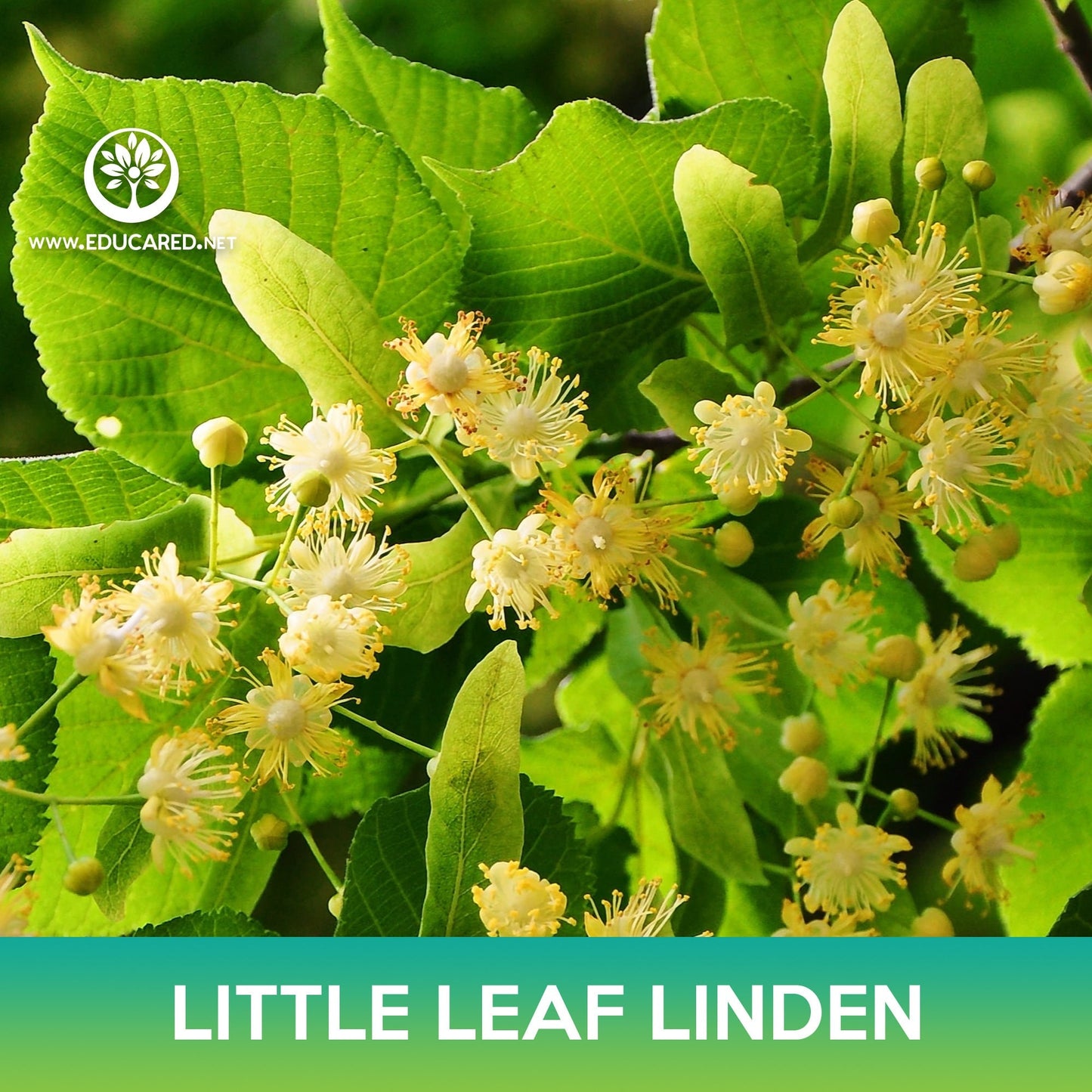Little leaf Linden Tree Seeds