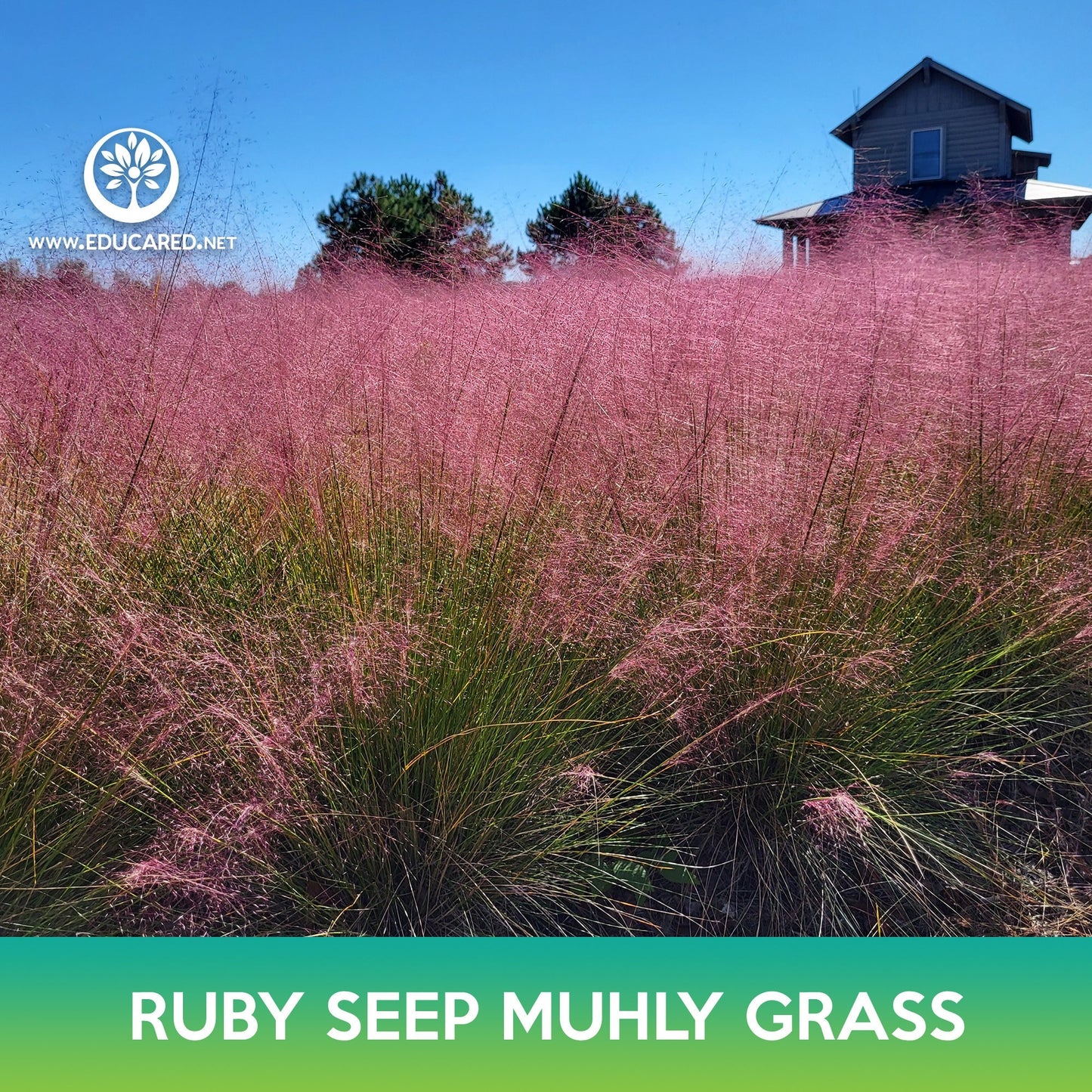 Ruby Seep Muhly Grass Seeds