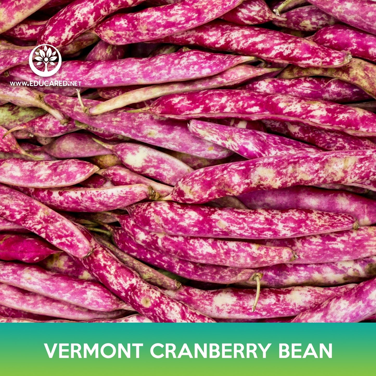 Vermont Cranberry Bean Seeds, Borlotti Bean