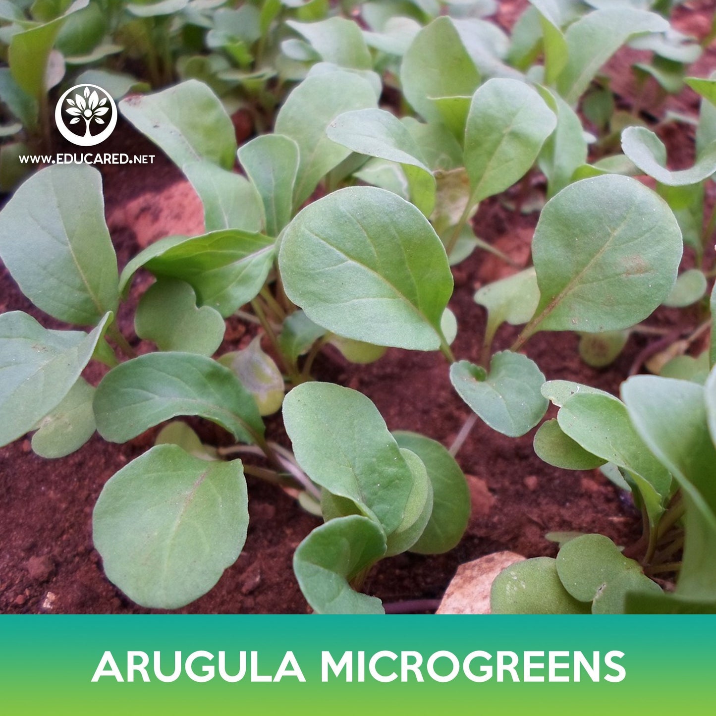 Slow Bolt Arugula Microgreens Seeds