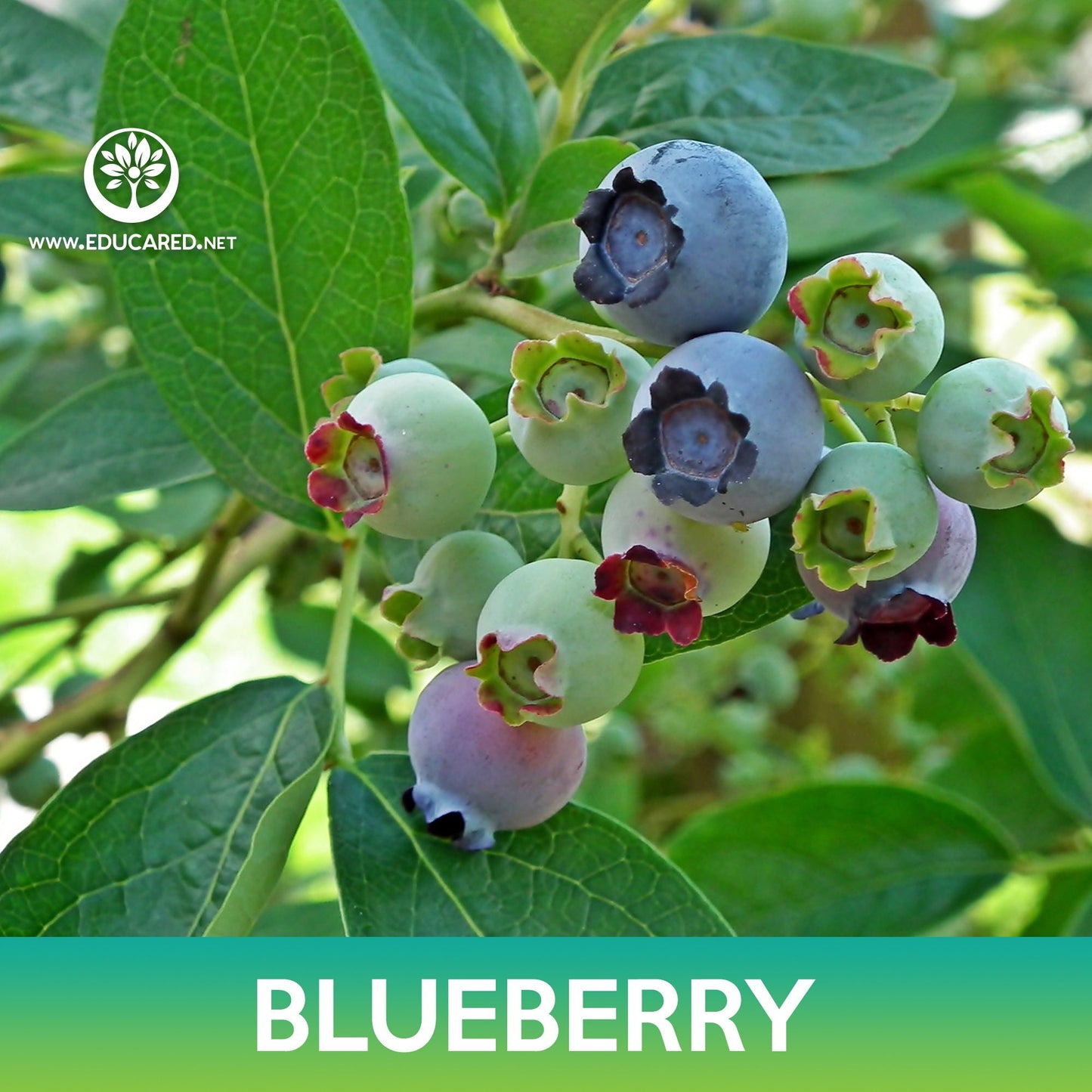 Blueberry Highbush Seeds, Vaccinium corymbosum