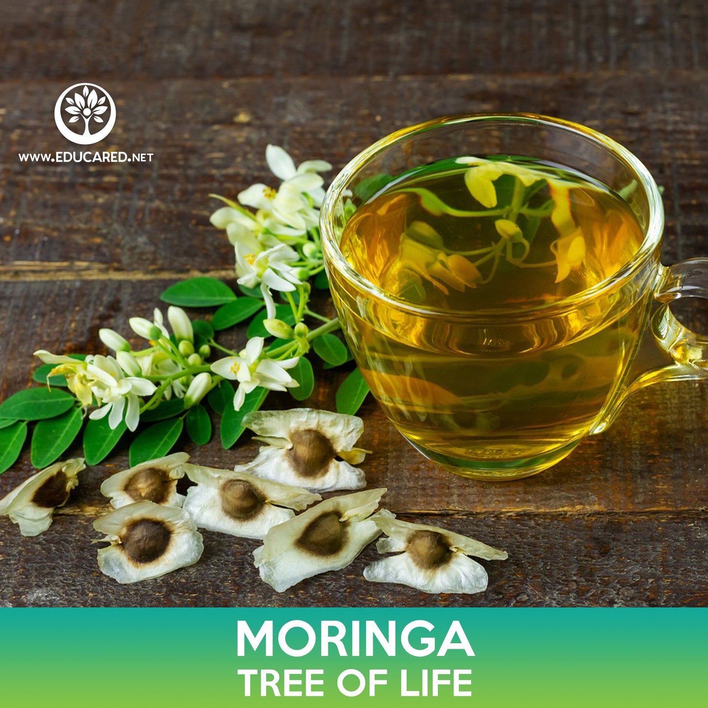 Moringa Seeds, Tree of Life