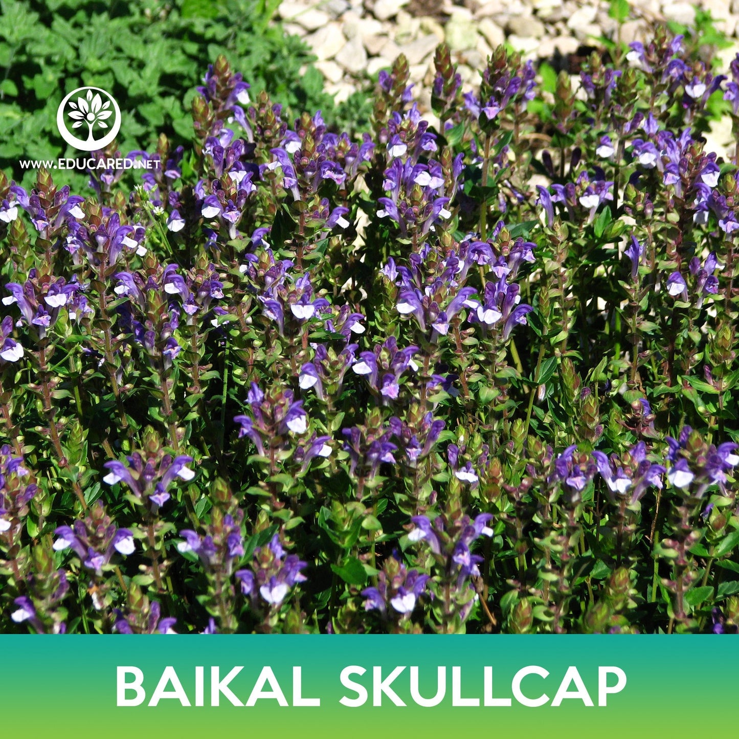 Baikal Skullcap Seeds