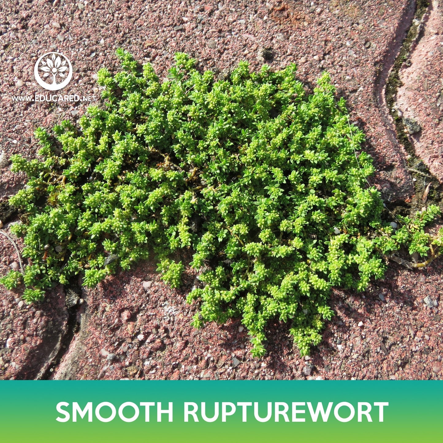 Smooth Rupturewort Groundcover Seeds, Green Carpet