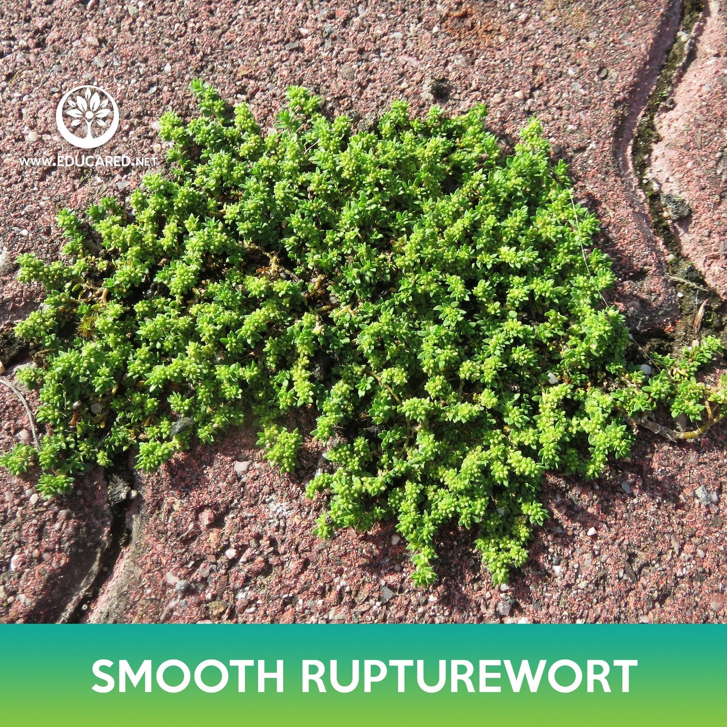 Smooth Rupturewort Groundcover Seeds, Green Carpet, Herniaria Glabra