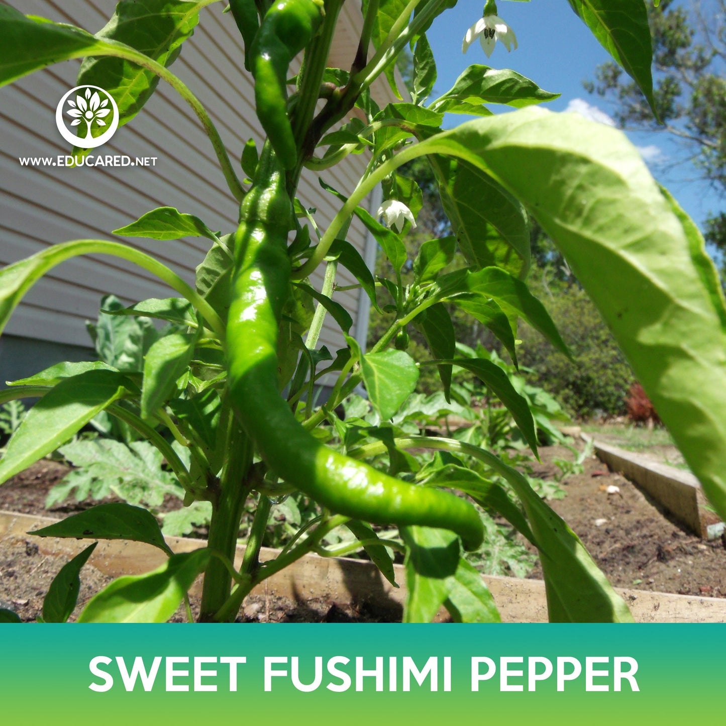 Sweet Fushimi Pepper Seeds