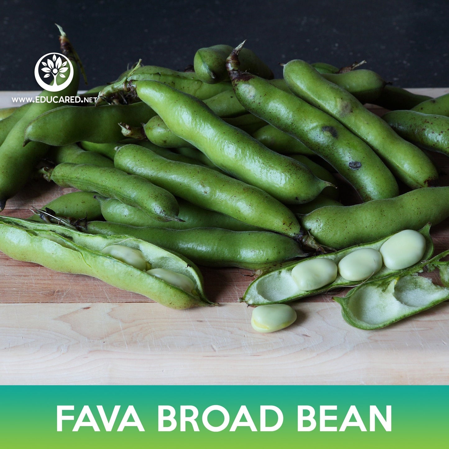 Fava Broad Bean Seeds, Vicia faba