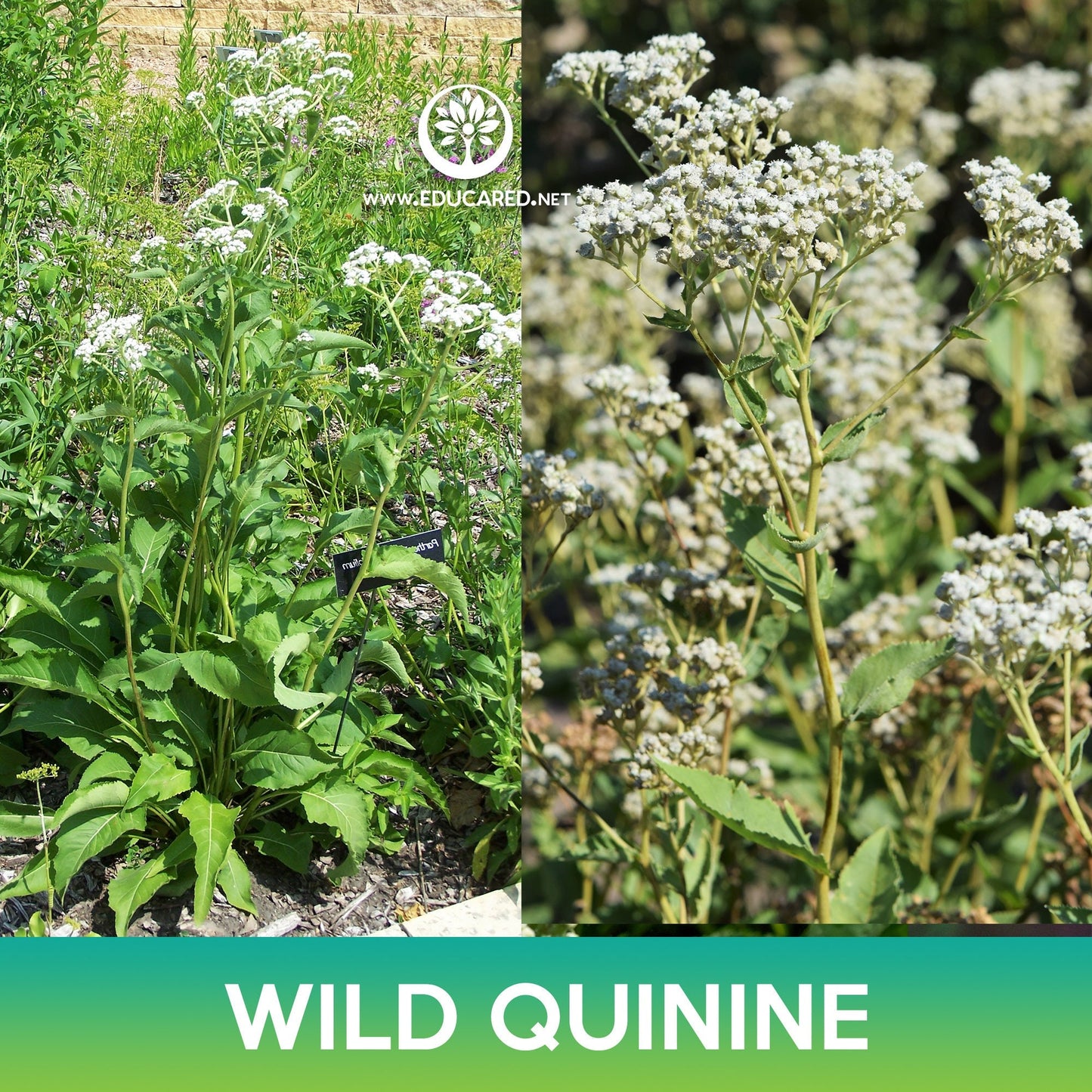 Wild Quinine Seeds