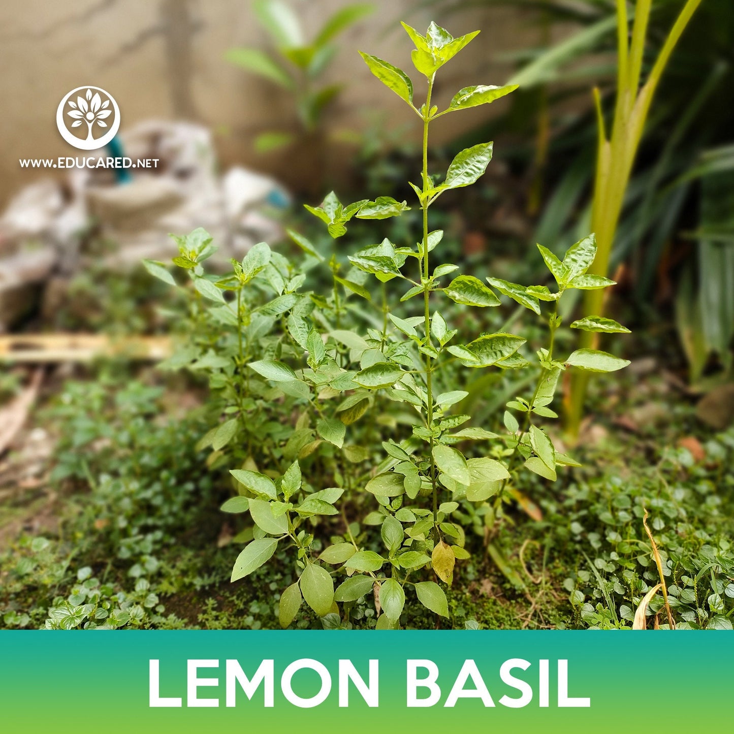 Lemon Basil Seeds