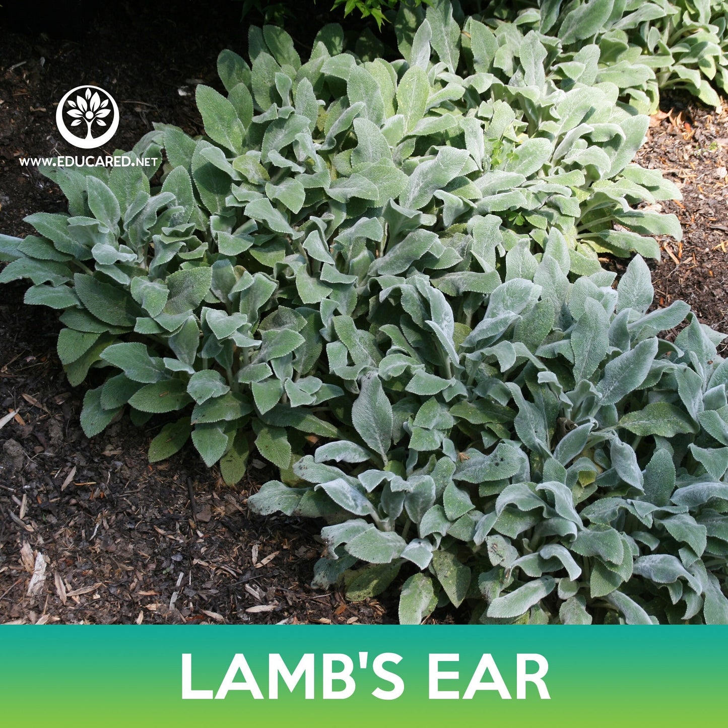 Lamb's Ear Seeds, Stachys Byzantina