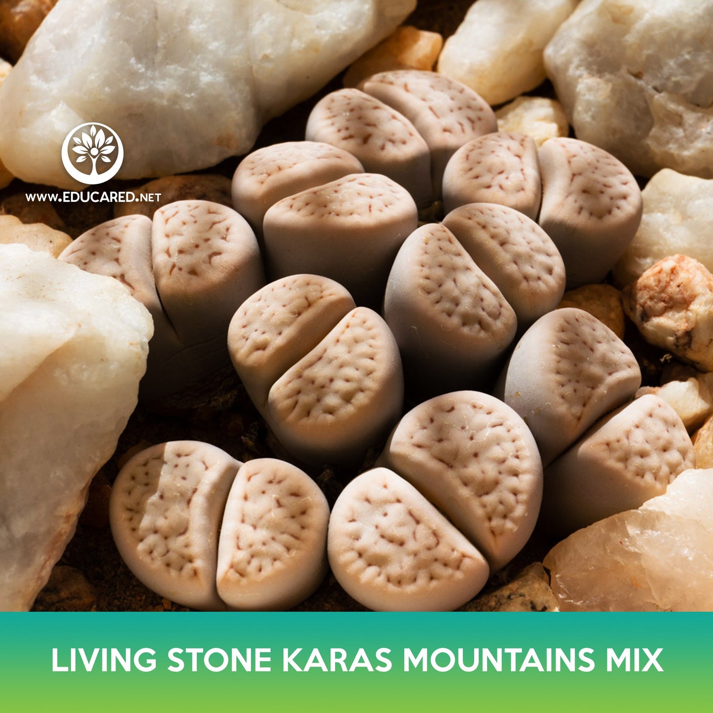Living Stone Karas Mountains Mix Seeds, Lithops karasmontana