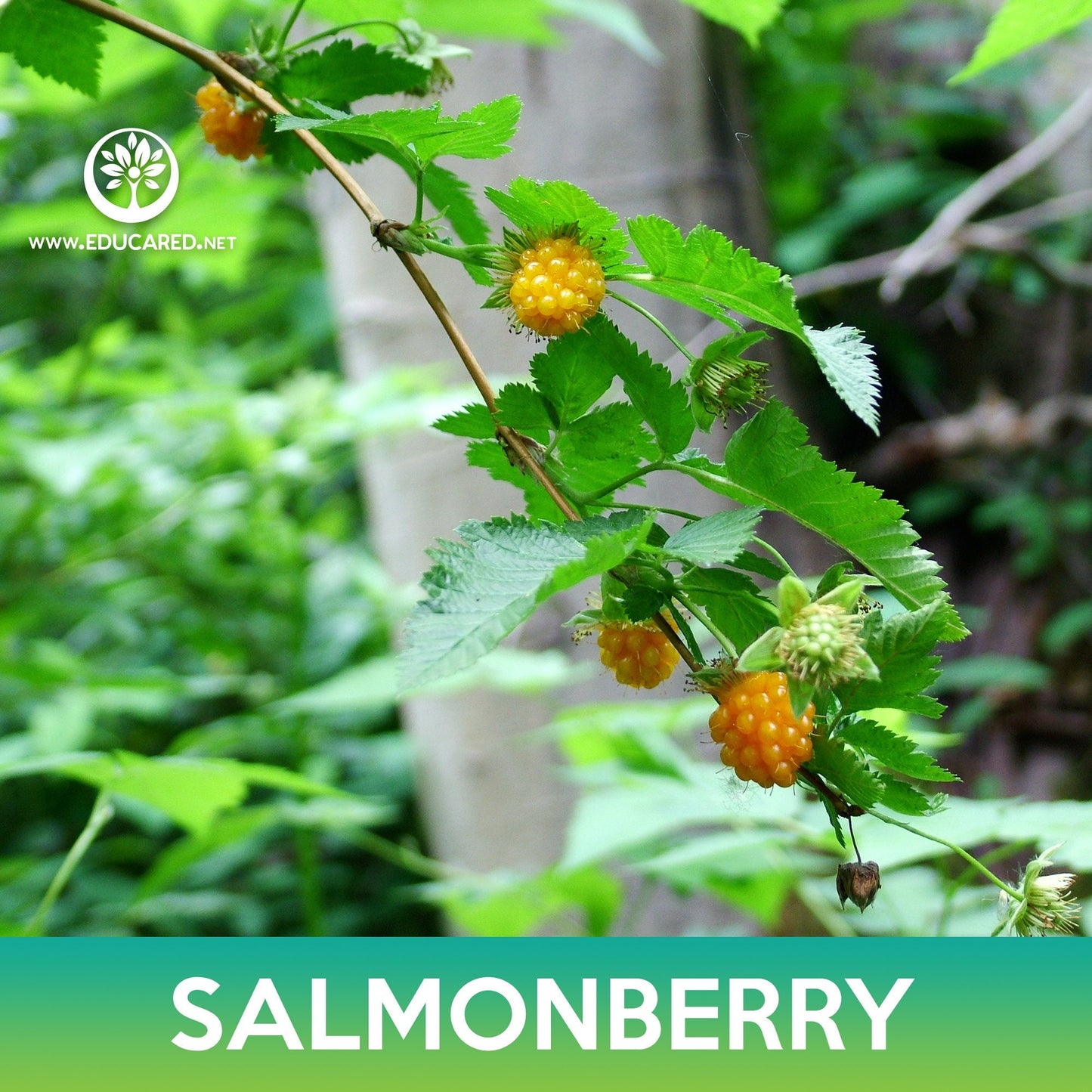 Salmonberry Seeds